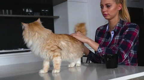 Ginger cat is walking on the white table. Girl is stroking him. Stock Footage 62017898