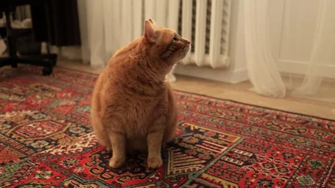 Ginger cat walks across a detailed Persian rug in a cozy room Stock Footage 338433653