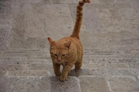 A ginger cat walks along the old white stone steps. Jerusalem, Israel 27 Ma.. Stock Photos