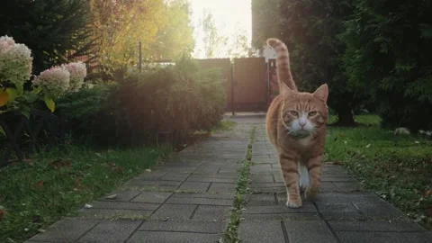 Ginger cat walks along a stone path in the garden. Stock Footage 147257068