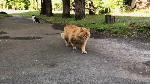 Ginger cat walks on asphalt path in a park with trees and grass Stock Footage 337127203