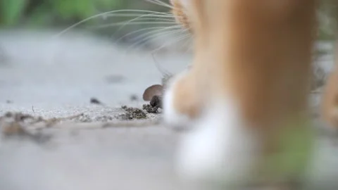 Ginger Cat Walks Up To Dead Mouse, Smells It And Walks Away, Disgusting Stock Footage 139452333