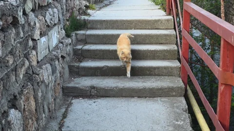 Ginger Cat Walks Down Steps Along Stone Wall And Red Railing, Curious Stride Video stock 335268448