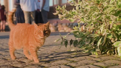 A ginger cat walks down the street on a sunny day Stock Footage 329249191