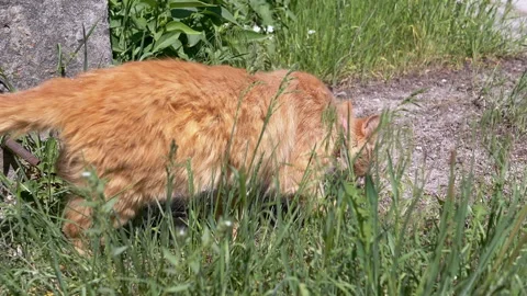 Ginger Cat Walks in Garden Stock Footage 293199632