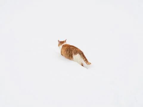Ginger cat walks in the snow. Cat sneaks through the snowdrifts Stock Photos