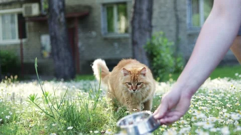 Ginger cat walks through a field of daisies on a sunny day Stock Footage 337127621