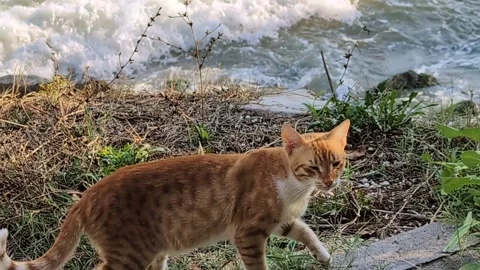 A ginger cat wandering on the beach is scared and runs away  into the green bush Stock Footage 305252269