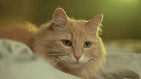 A ginger cat with a warm and cozy calm lies on a soft bed under the sun rays Stock Footage 232312085