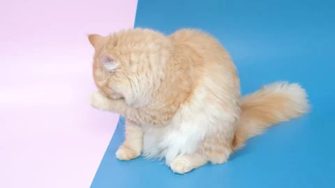Ginger cat washes and licks its paw on blue pink background. Stock Footage 249785638