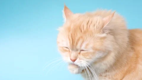 Ginger cat washes and licks its paw on blue background. Stock Footage 309097363