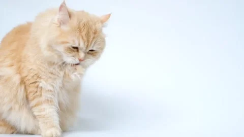 Ginger cat washes and licks its paw on white background. Stock Footage 309174519