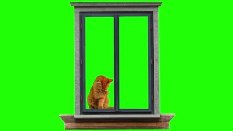 Ginger cat washes itself near a window. Green screen. Stock Footage 322164416