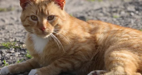 A ginger cat is watching, close, 4K slomo Stock Footage 169483197