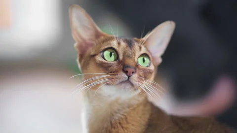 Ginger cat is watching its owner closely Stock Footage 141990510