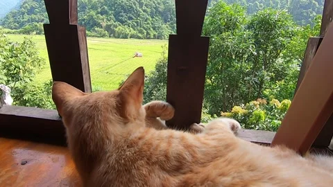 Ginger cat is watching outside Stock Footage 144002712