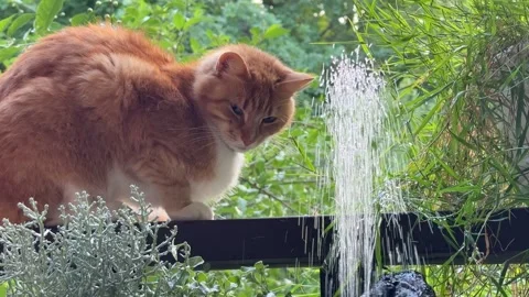 Ginger Cat Watching Small Patio Fountain on Country House Veranda Vidéo 339025913