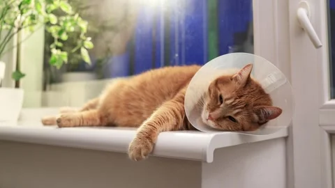 Ginger cat wearing a cone collar rests on a windowsill, recovering from surgery Stock Footage 338433785