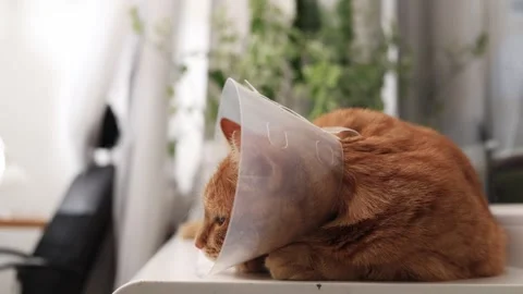 Ginger cat wearing a cone collar rests on a windowsill with plants in the Stock Footage 338433842