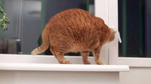 Ginger cat wearing a cone collar sits on a windowsill looking out the window Stock Footage 338433882