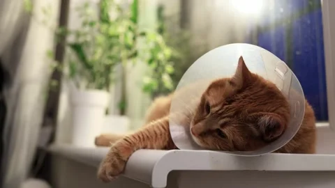 Ginger cat wearing a cone of shame rests on a windowsill with plants Stock Footage 338433786