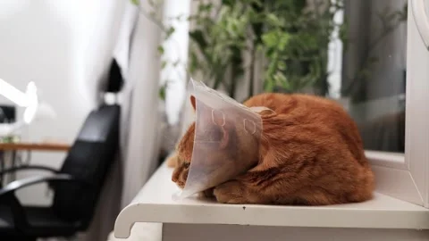 Ginger cat wearing a cone of shame rests on a windowsill with plants in the Stock Footage 338433824
