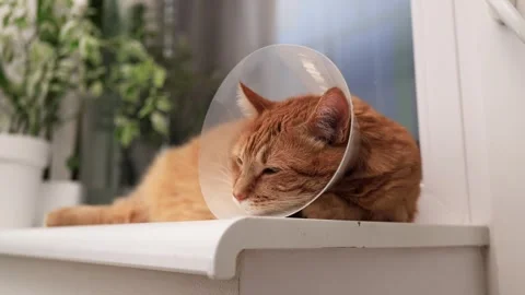 Ginger cat wearing a cone of shame rests on a windowsill, recovering from Stock Footage 338433838
