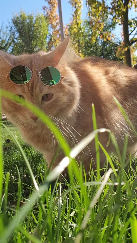 Ginger Cat Wearing Glasses Walking on Green Lawn Stock Footage 296097069