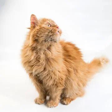 Ginger cat on a white background. 写真素材