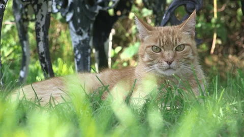 Ginger Cat with White Stripes look to/walk away from camera (2 shots) Stock Footage 146612586