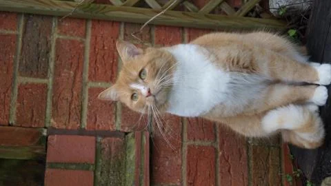 Ginger cat with winter coat Stock-Fotos