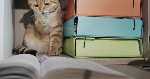 Ginger cat works in the office, studies documents and stationery Stock-Footage 206639519