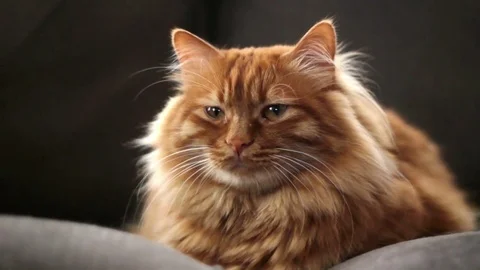 Ginger Cat is Yawning Stock Footage 74383201