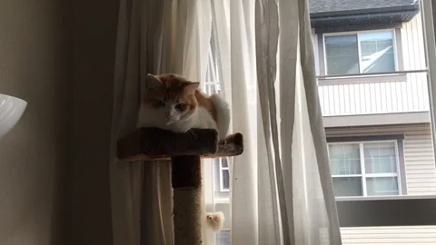 Ginger cat yawning Stock Footage 126423209