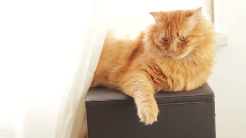 Ginger Cat Yawns Stock Footage 96275085