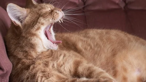 Ginger cat yawns 스톡 동영상 100155401