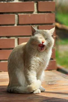 Ginger Cat Yawns Photos
