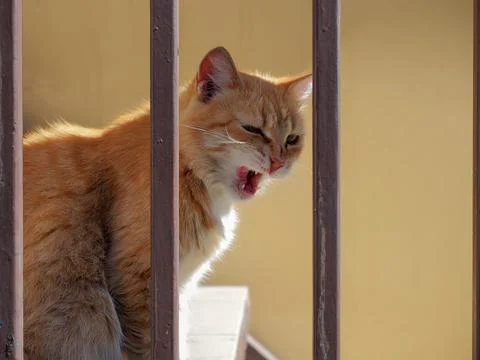 Ginger cat yawns while sitting on steps near trellis in sunny contour lighting Stock Photos