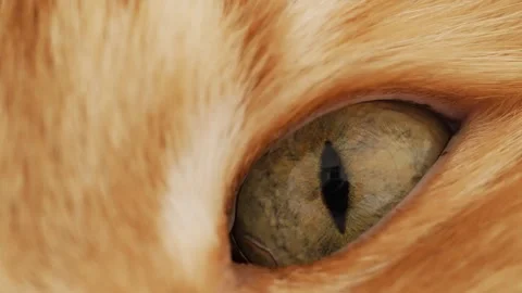 Ginger cat's eye close-up showing the pupil dilating and contracting in Stock Footage 343772725