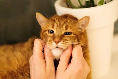 Ginger cat's face being gently squished by human hands, close-up portrait Stock Photos