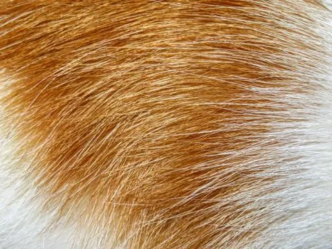 Ginger cats fur background 스톡 사진