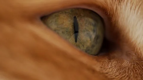 Ginger cat's green eye blinking in extreme close-up, revealing the intricate Stock Footage 343772634