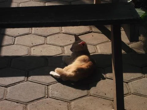 Ginger Cat's Hideout Foto stock