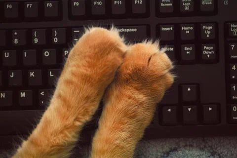 Ginger cat's paws on a black computer keyboard Stock Photos