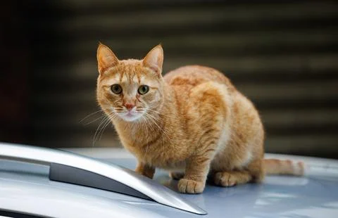 A Ginger Cat's Rooftop Adventure Stock Photos