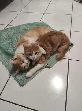 Ginger cats on slabs Fotos de archivo