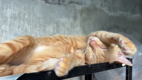 Ginger cat's uniquely curled paw while it's peacefully sleeping Video stock 312586622