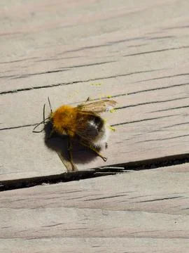 Ginger-chested field bumblebee got smeared with yellow pollen Stock Photos