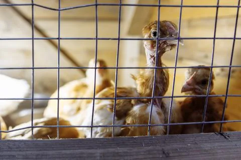 A ginger chicken with a bare neck looks through the cage. Stock Photos