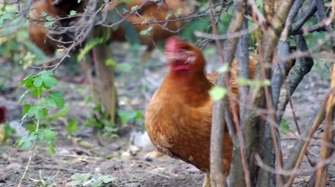 Ginger chicken broiler Stock Footage 66465732